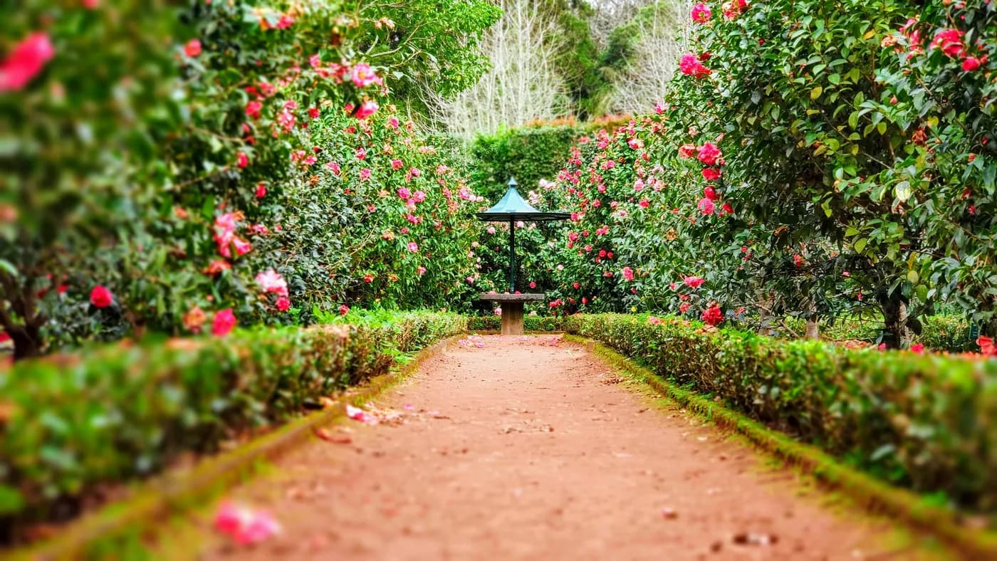 Serviço de Jardinagem da Alan Schurmann Paisagismo